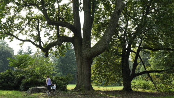 Big Trees of Stoneleigh